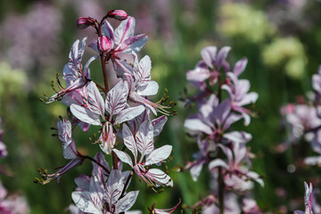 dictamnus. Pink-purple flowers bloom in the wild in drops of dew under sunlight