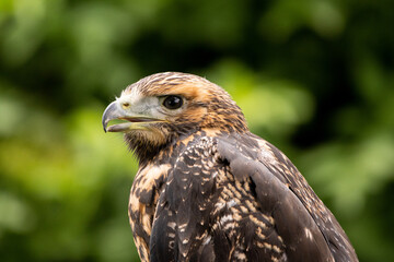 Bussard