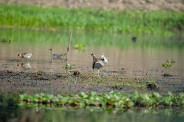 ducks in the lake