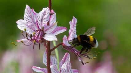 dictamnus is pollinated by bumblebees. Pink-purple flowers bloom in the wild in drops of dew under sunlight