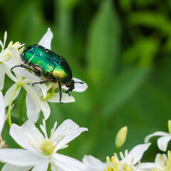 beetle on white wildflowers close up on a green background