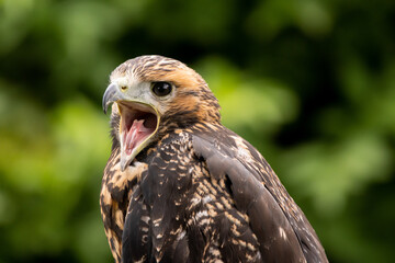 Bussard