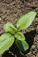 in the field of the farm sunflower sprouts grow in the spring