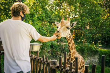 Cute giraffe taking vegetables from hand of a caucasian male traveler.