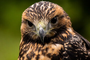 Bussard