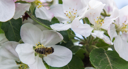 apple tree blooms in the garden. bees collect nectar and pollen