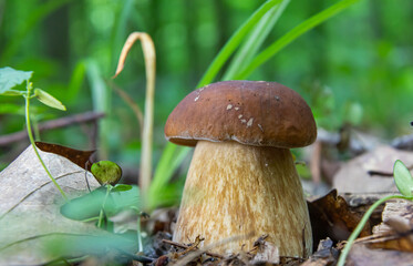 mushroom in the natural environment in the forest