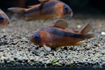 Rusty Cory Catfish (Corydoras rabauti) beautiful catfish from rio Javarí river border of Brazil and Peru