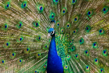 Naklejka premium peacock, Pfau