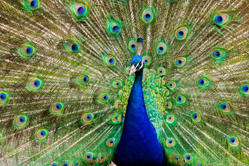 Obraz premium peacock, Pfau