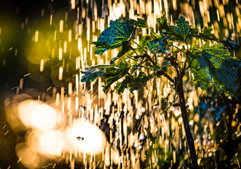 Plants leaves under a heavy rain shower with waterdrops in the golden rays of the sun in summer....