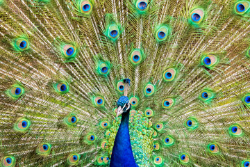 Fototapeta na wymiar peacock, Pfau