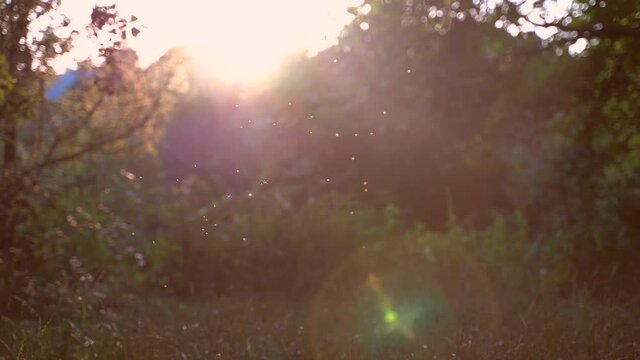 Beautiful summer nature at sunset. Midges swarm over grass in front of the sun.