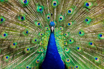 Obraz premium peacock, Pfau