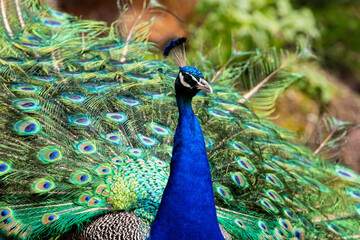 Naklejka premium peacock, Pfau