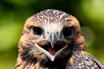 Bussard