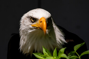 Weißkopfseeadler