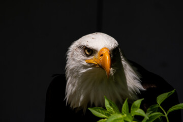 Weißkopfseeadler