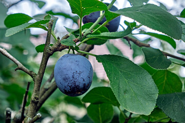 Reide Pflaume am Baum ( Prunus domestica ).