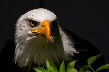 Weißkopfseeadler