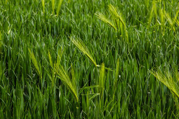 spikelets of green rye grow in the field of the farm in summer