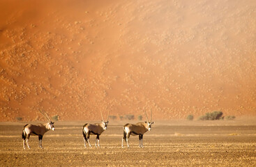 Three oryx walking in a row against a dune
