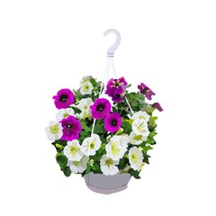 hanging flowers 