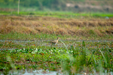 heron in the grass