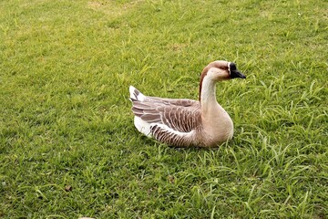 Goose lay on the grass
