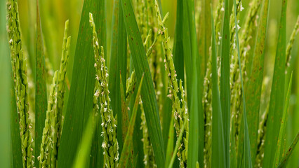 The ears of rice are milky, causing the accumulation of flour.