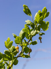 gooseberry fruits in the garden on a sunny day