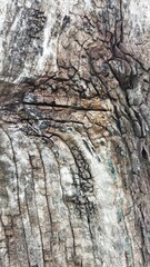 bark of a tree