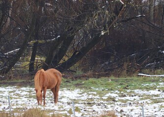 Beautiful brown horse grazing in partially snow covered paddock with autumn trees in the background...