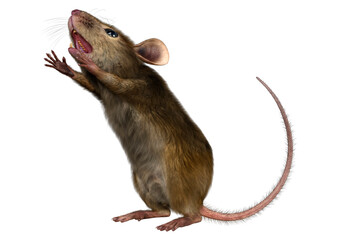 3D Rendering Little Broun Mouse on White