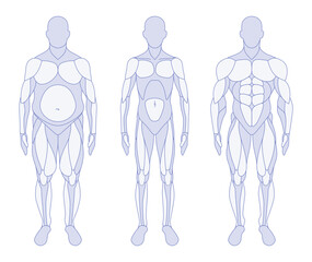 Male body types anatomy front