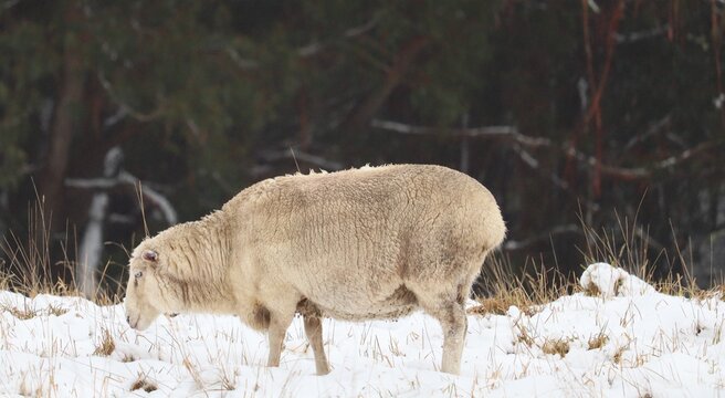 Sheep grazing in the snow on cold winter morning with eucalyptus trees in the background, Edith NSW.