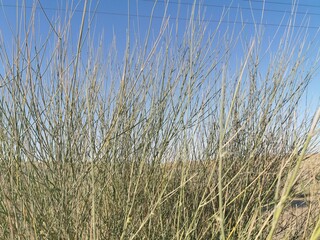 Fototapeta premium Reed in the desert. Desert plants growing in sand dune against blue sky background.