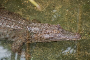 aligator