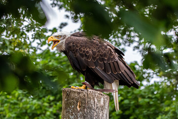 Weisskopfseeadler