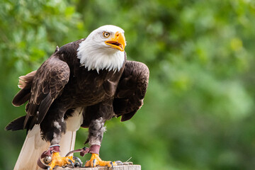 Weisskopfseeadler