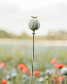 Vertical shot of poppy seed capsule in a field