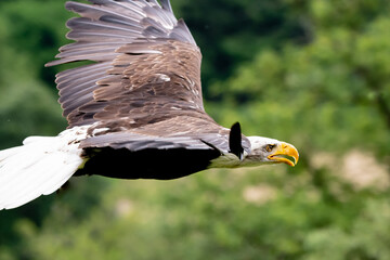 Weisskopfseeadler