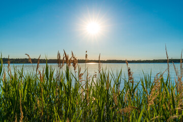 Beautiful summer sunset behind reed at a lake
