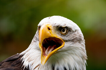 Weisskopfseeadler