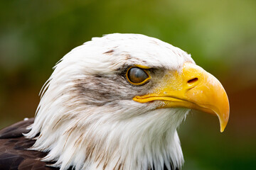 Weisskopfseeadler