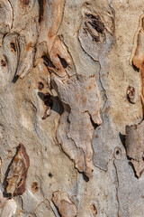 Background. Tree bark.