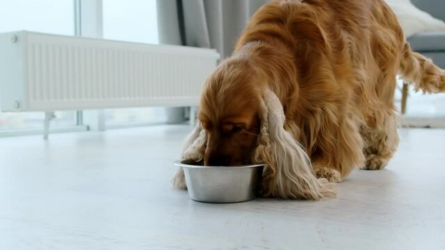 English cocker spaniel dog drinking water from bowl installed on floor in light room