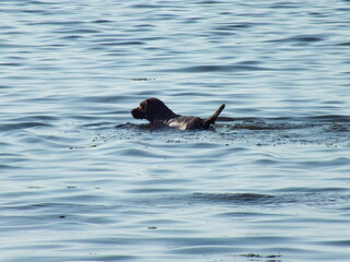 a dog swims in the sea