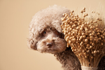 portrait of a dog with dried flowers. chocolate poodle on beige background
