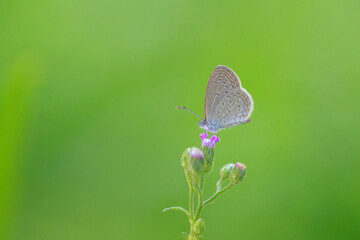 little butterfly on a flower